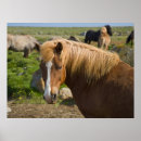 Recherche de poney islandais posters Islande