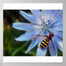 Recherche de hoverfly posters Fleur