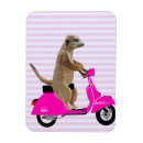 Search for meerkat magnets Antique
