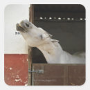 Search for stable stickers Animal