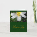 Search for easter lily Flower