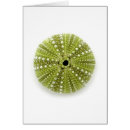 Recherche de oursin cartes postales Coquillage