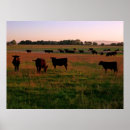 Search for angus cow posters Cows