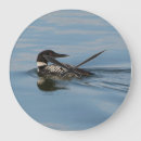 Search for loon clocks Nature
