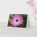 Search for osteospermum cards Floral