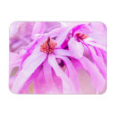 Recherche de floraison magnets Rose