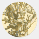 Search for algae stickers Kelp