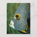 Search for wild side postcards Nature