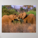 Recherche de défenses art Animal