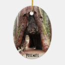 Search for redwood trees ornaments Forest