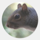 Search for cute squirrel stickers Rodents