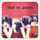Search for border collie puppy stickers Dog