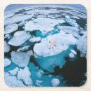 Search for january coasters Snow
