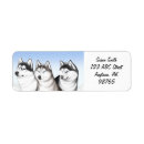 Recherche de malamute return address labels Sibérien husky