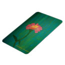 Recherche de zinnia rose magnets Nature