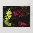 Search for fuschia postcards Magenta