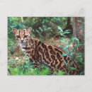 Recherche de margay Félin