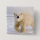 Recherche de steve badges Alaska
