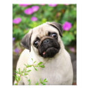 Recherche de mignons de carlin posters Pour enfants