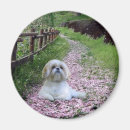 Recherche de chien pourpre magnets Chiot