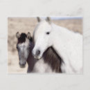 Recherche de cheval espagnol cartes postales Noir