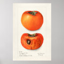 Recherche de vintage lemon posters Fruit