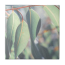 Search for eucalyptus tiles Leaves