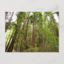 Search for national monument postcards Trees