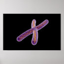 Recherche de chromosome posters Horizontal