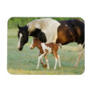 Recherche de pouliches magnets Cheval