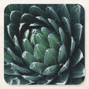 Search for perennials coasters Garden