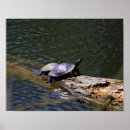 Recherche de turtle posters Wildlife