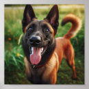 Search for malinois posters Dogs