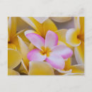 Search for flower bloom postcards Pastel