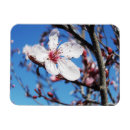 Search for sakura tree magnets Nature