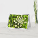 Search for annes cards White