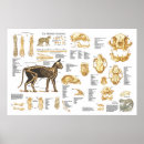 Search for feline anatomy posters Cat