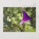 Search for glorys postcards Flowers