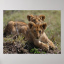 Search for african lion posters Lions