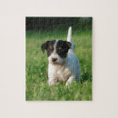 Recherche de jack russell puzzles Chiot