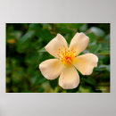 Recherche de hybride posters Fleurs uniques