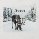 Recherche de mammifère cartes postales Animal