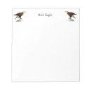 Search for bald notepads bird