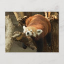 Recherche de panda rouge cartes postales Nature