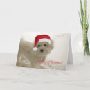 Recherche de bichon frise christmas vœux cartes Chiens