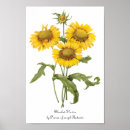Search for vintage botanical sunflower posters Nature