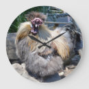 Recherche de poulettes horloges Volaille