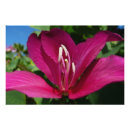 Recherche de orchidée tropicale posters Fleur