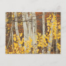 Recherche de arbres tremble cartes postales Saison