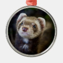 Search for ferret ornaments Animals